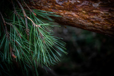 Close-up of pine tree