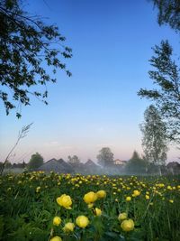 Yellow flowering plants on field against clear sky