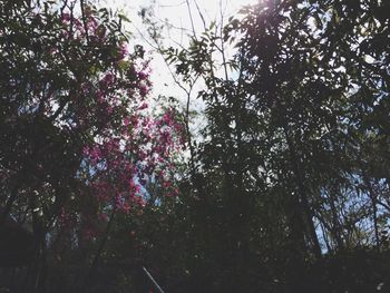 Low angle view of flower trees against sky