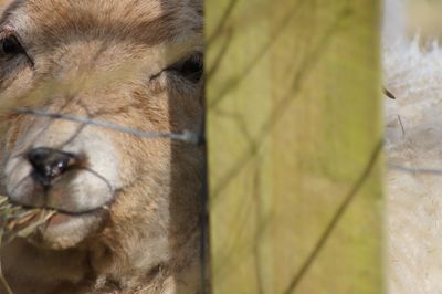 Close-up of horse
