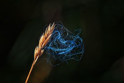 Close-up of illuminated plant