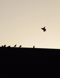 Low angle view of silhouette birds flying against clear sky