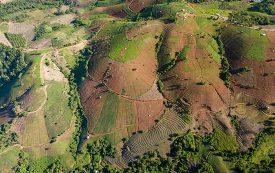 High angle view of rice field