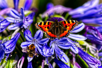 Close-up of butterfly pollinating on purple flower