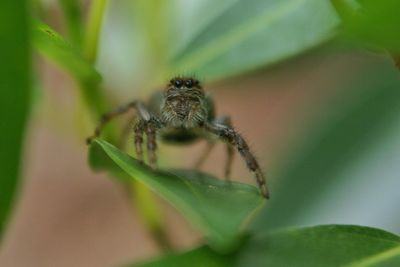 Close-up of insect on plant