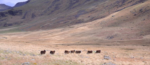 Scenic landscape. sheep on mountain, cumbria, lake district england, uk