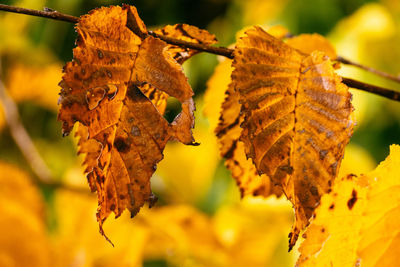 Close-up of leaves