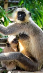 Portrait of langur with infant sitting on retaining wall