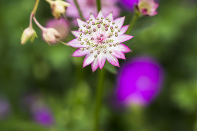 Close-up of pink flowers blooming outdoors