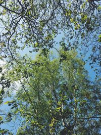 Low angle view of tree against sky