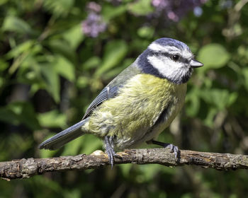 Close-up of bird perching on branch