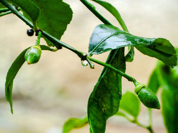 Close-up of wet plant