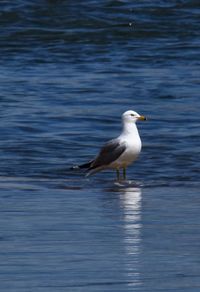 Seagull on a sea