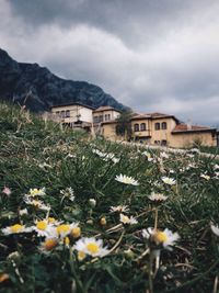 Close-up of flowers against cloudy sky