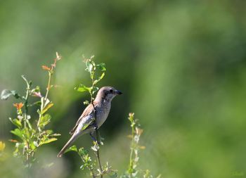 Bird perching on plant