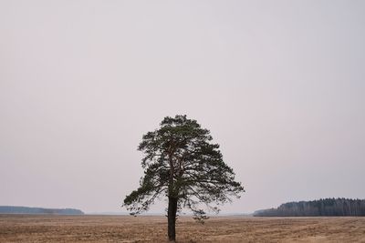 Tree on field against sky