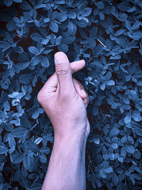 Midsection of person touching leaves