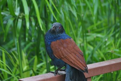 Close-up of bird perching on wood