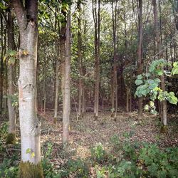Trees growing in forest