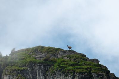 Goat on rock formation against sky