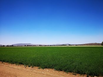 Scenic view of agricultural field against clear blue sky