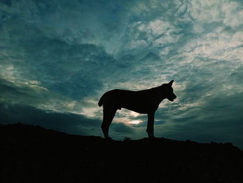 Low angle view of dog standing on silhouette land against sky