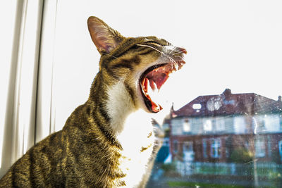 Close-up of cat yawning at window by building against sky