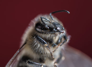 Macro shot of a bee on a red background 