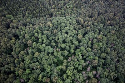 Full frame shot of fresh plants in forest