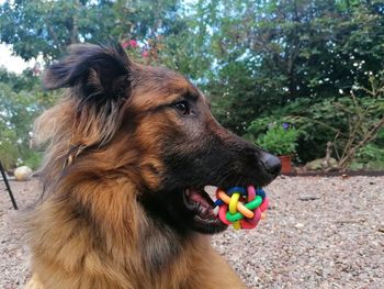 Close-up of a dog looking away