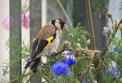 Close-up of bird perching on purple flower