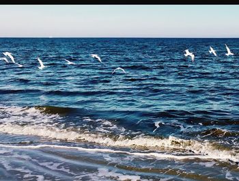 Seagull flying over sea against clear sky
