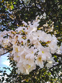 Low angle view of white flowering tree