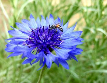 Close-up of honey bee on purple flower