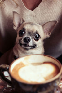 Midsection of woman with chihuahua and coffee cup