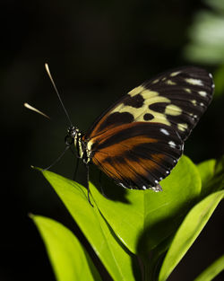 Butterfly on flower