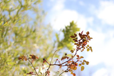 Low angle view of flowering plant against sky