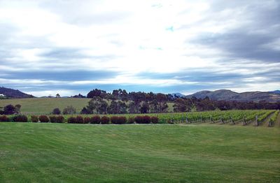 Scenic view of field against sky