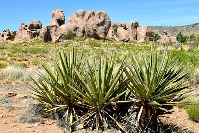 View of plants in desert