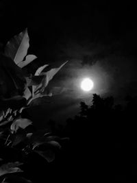 Low angle view of plants against sky at night