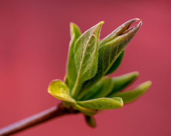 Close-up of plant against red background
