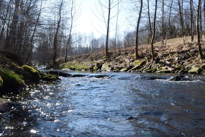 River flowing through forest