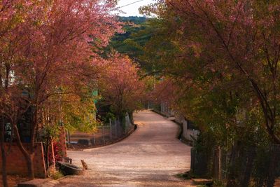 Footpath amidst trees in park during autumn