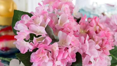 Close-up of pink flowers