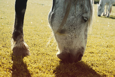 Low section of horse grazing in field