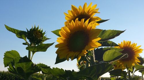 Low angle view of sunflower blooming against clear sky