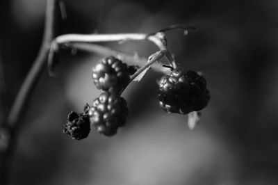 Close-up of berries growing on plant