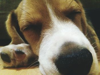 Close-up portrait of dog