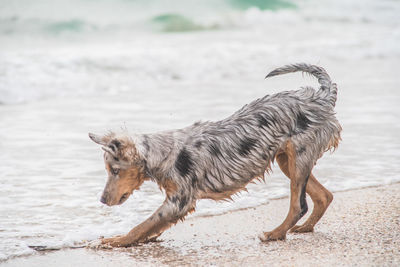 Full length of a dog running on beach