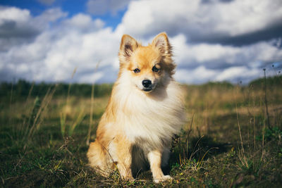 Portrait of dog looking away on field
